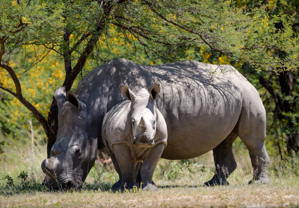 Réserve de Mabula Game Reserve
