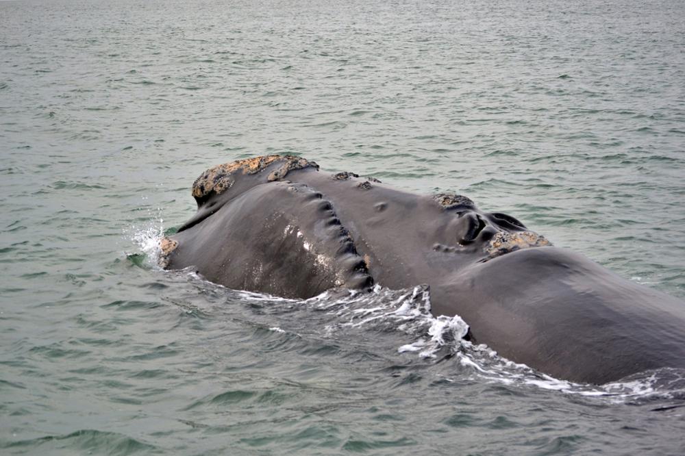 Où voir les baleines en Afrique du Sud ?