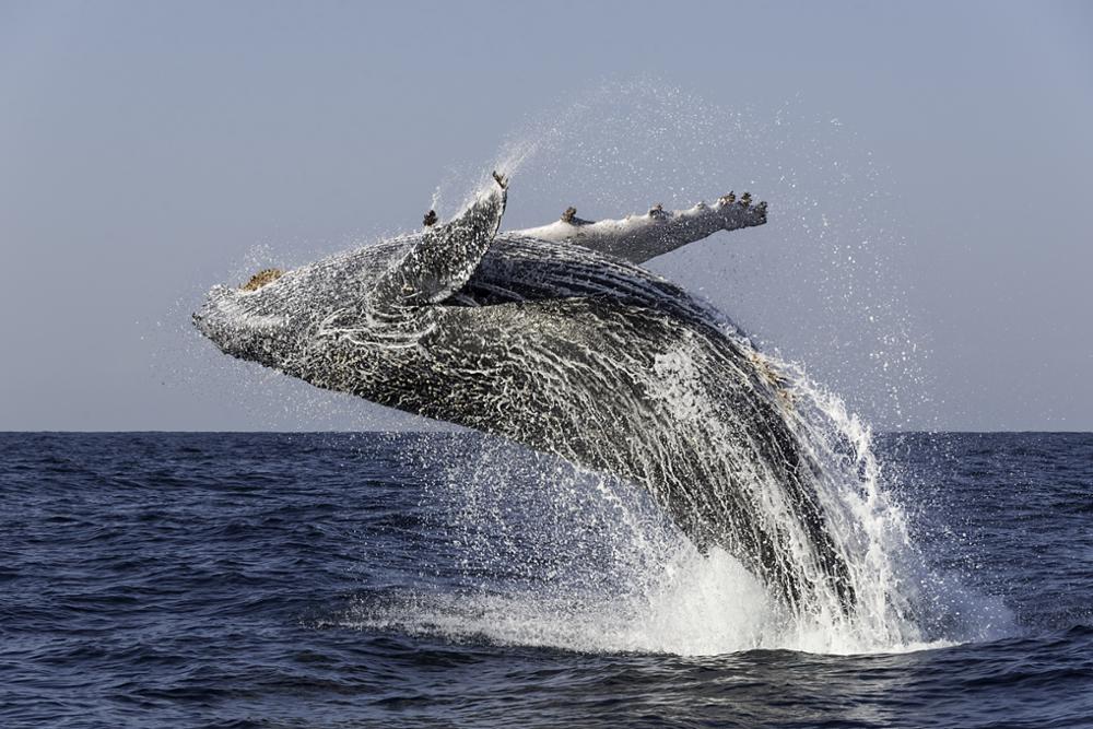 Où voir les baleines en Afrique du Sud ?