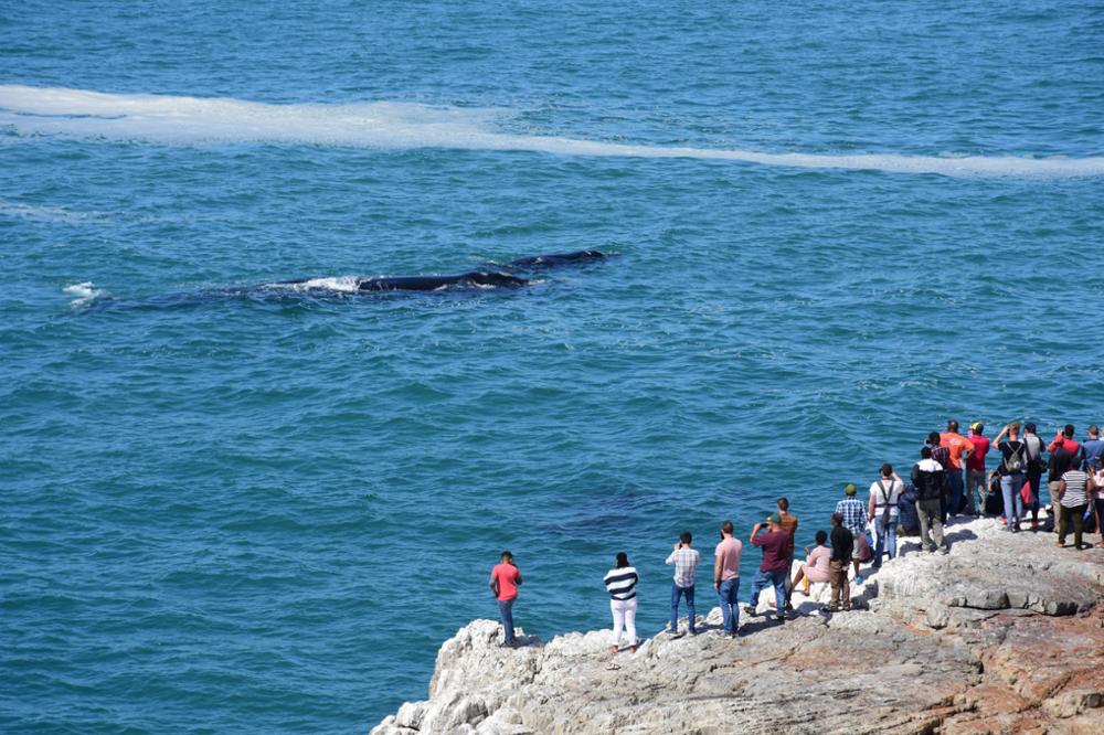 Où voir les baleines en Afrique du Sud ?
