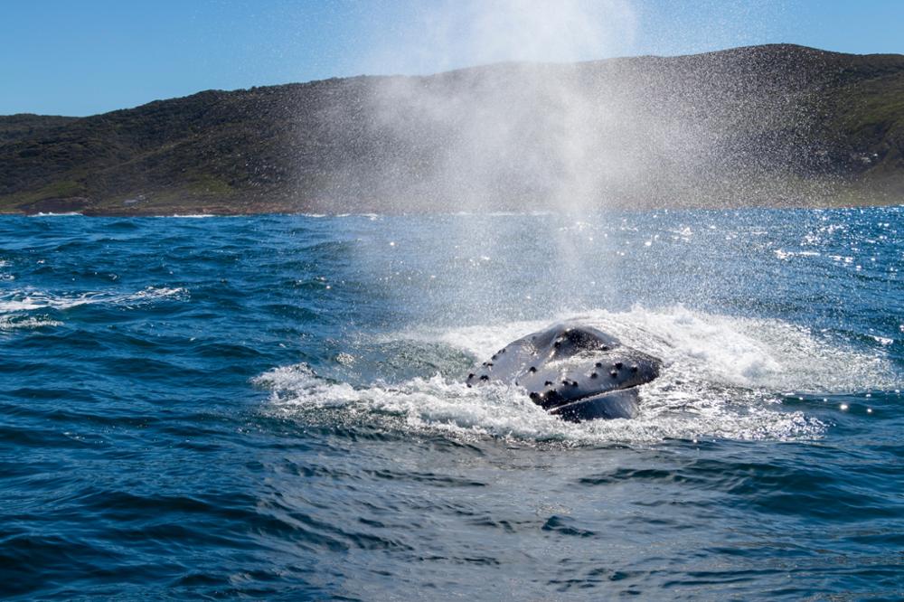Où voir les baleines en Afrique du Sud ?