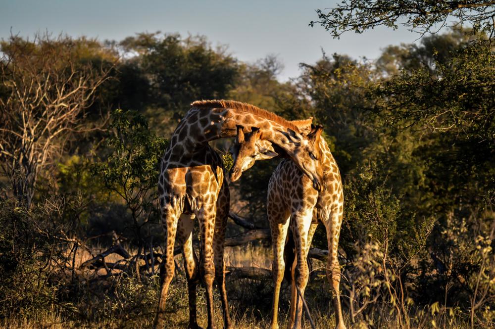 Les plus belles réserves privées près du parc Kruger en Afrique du Sud