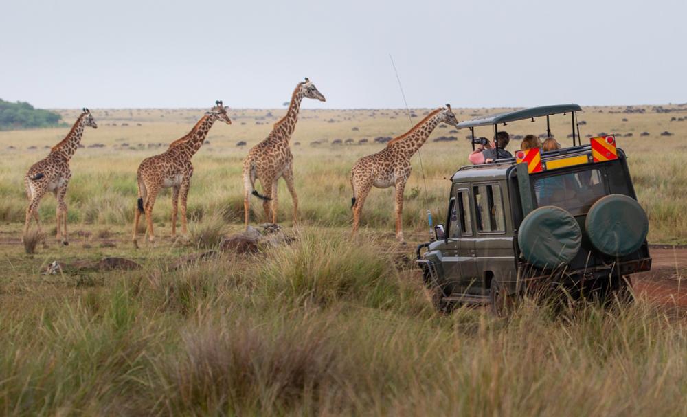 Préparer son safari en Afrique du Sud : tous nos conseils