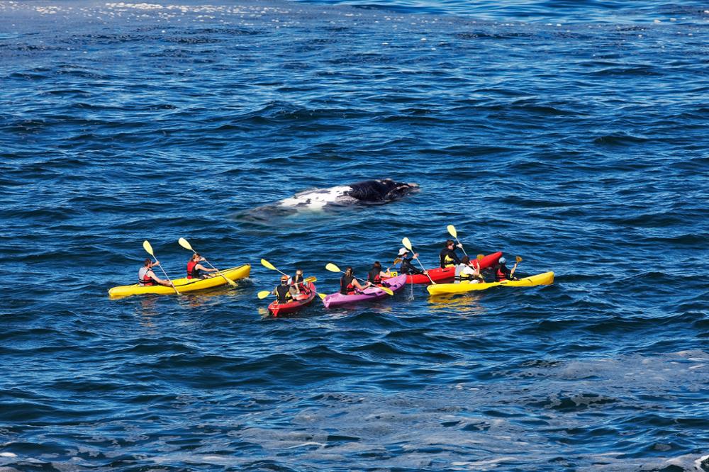 Où voir les baleines en Afrique du Sud ?